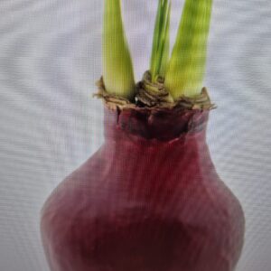 Amaryllis Bol in wax