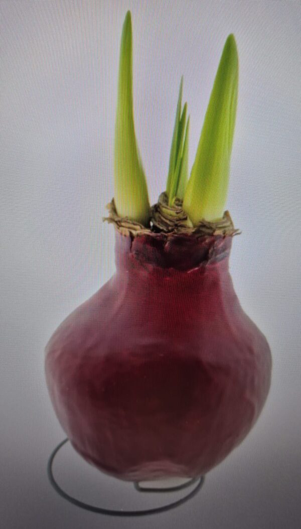 Amaryllis Bol in wax